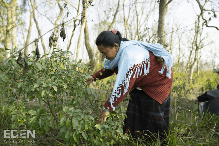 Offizieller Partner des Eden Projects